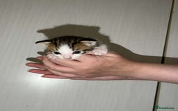 Mixed Breed cats for sale: Gorgeous kittens for sale  - Image 2