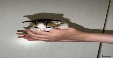 Mixed Breed cats - Advert 12