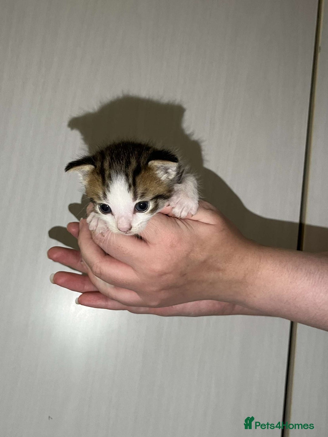 Mixed Breed cats for sale: Gorgeous kittens for sale  - Image 2