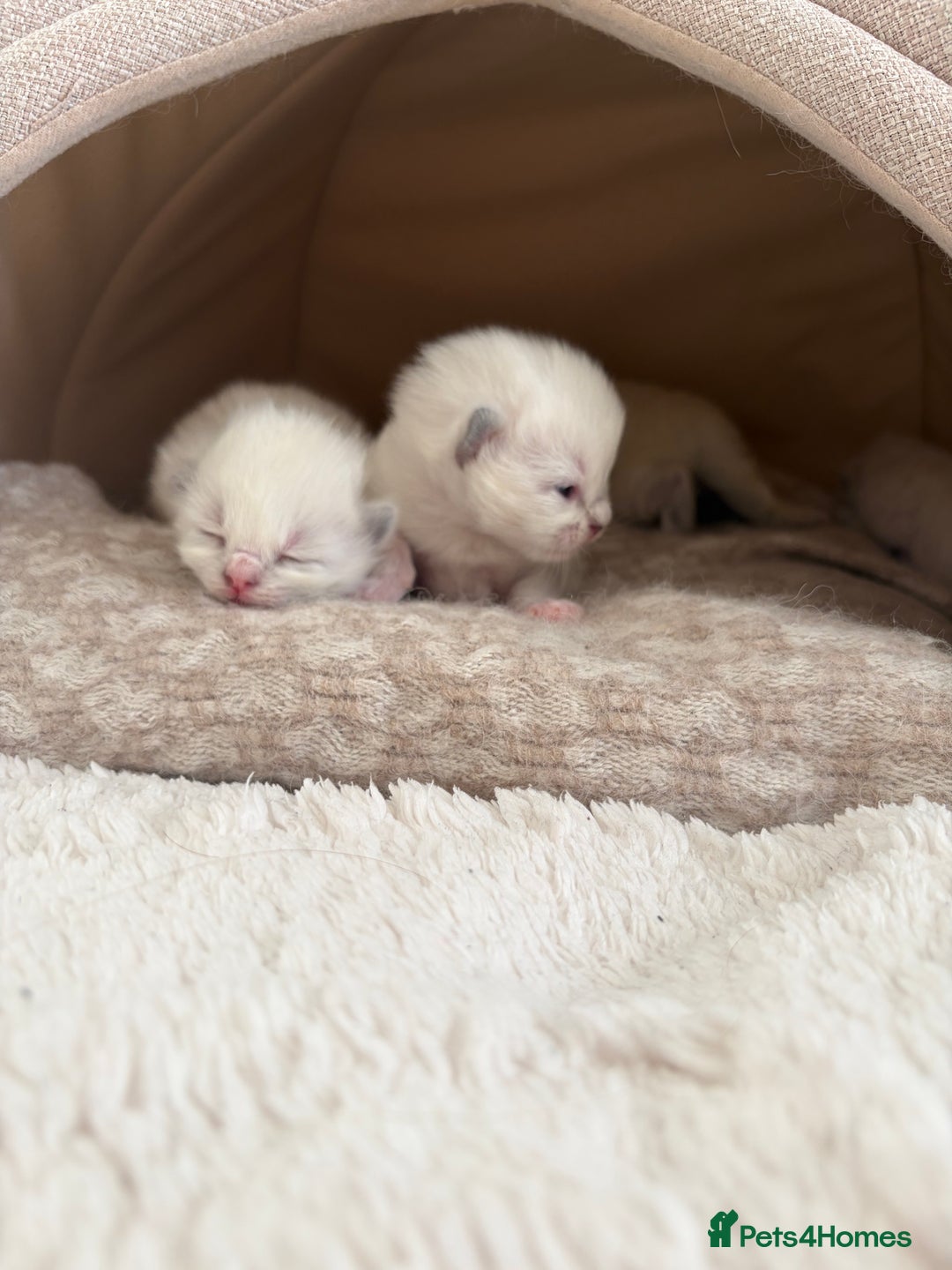 Ragdoll cats for sale: Ragdoll Purebred kittens 🩷🩵 - Advert 6