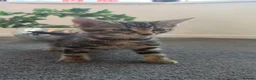 Mixed Breed cats for sale: Mixed breed kittens - Advert 3