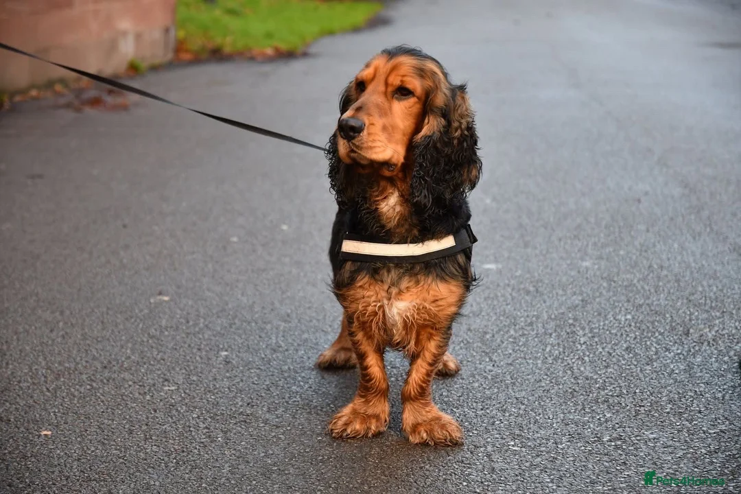 Cocker Spaniel dogs for stud: *For stud* Ringo the cocker spaniel - Advert 5