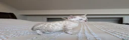 Bengal cats for sale: 🖤🩶🤍 Stunning Bengal Kittens 🤍🩶🖤 - Advert 9
