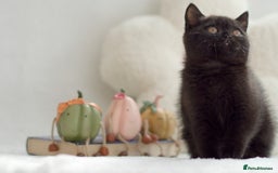 British Shorthair cats for sale: Beautiful BSH kittens 😻 - Image 9