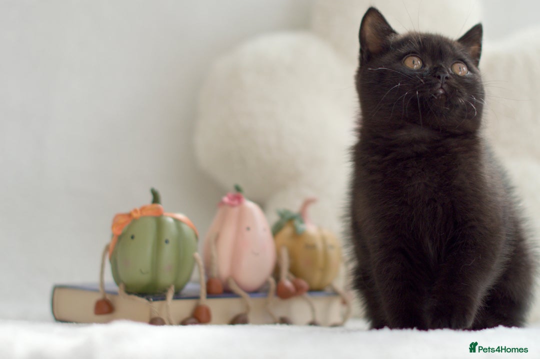 British Shorthair cats for sale: Beautiful BSH kittens 😻 - Image 9