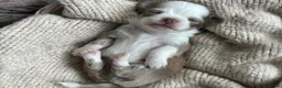 Chihuahua dogs for sale: 🐾🩶 OUTSTANDING litter of EXCEPTIONAL Chihuahuas - Advert 27