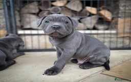 Staffordshire Bull Terrier dogs for sale: Perfect Pure Staffordshire Bull Terrier Puppies - Image 8