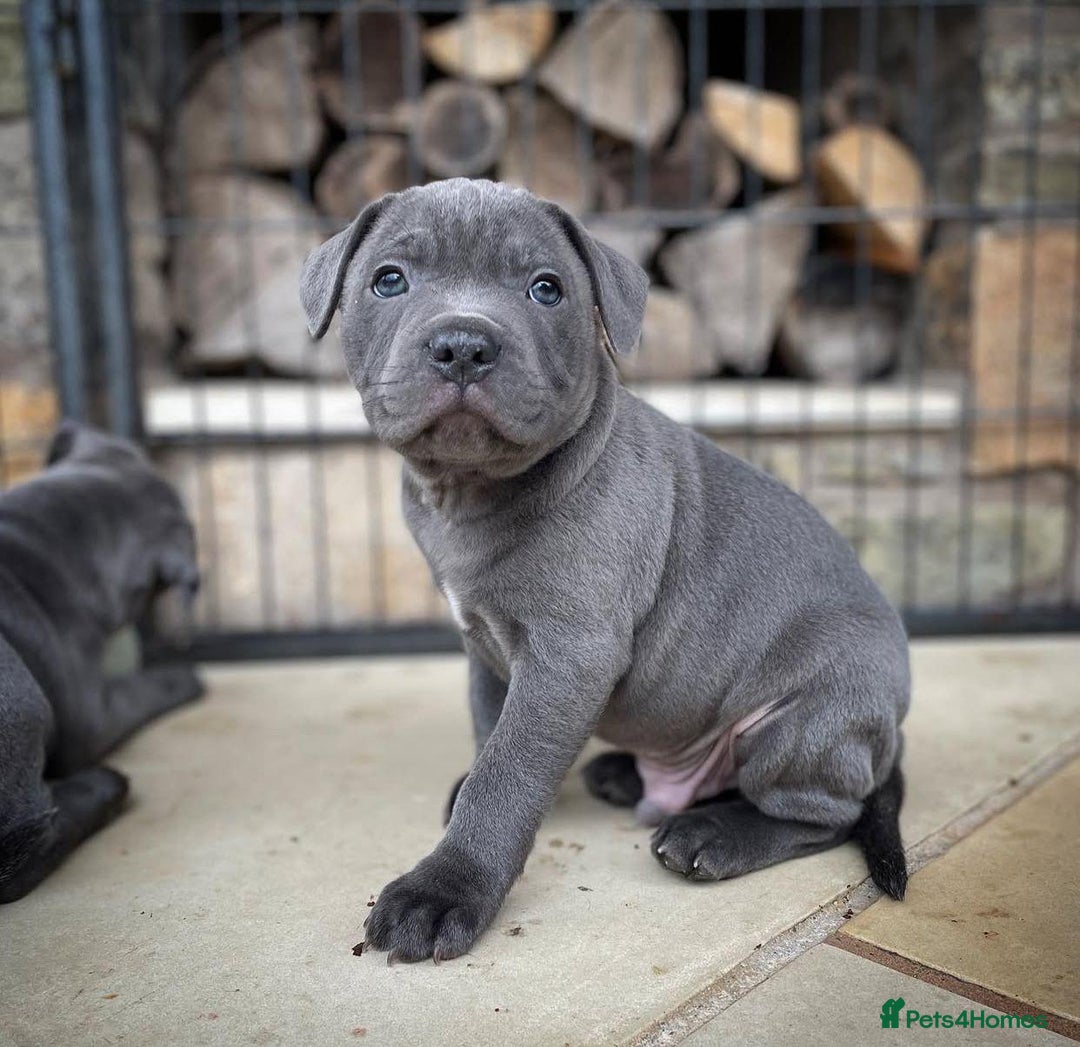 Staffordshire Bull Terrier dogs for sale: Perfect Pure Staffordshire Bull Terrier Puppies - Image 8
