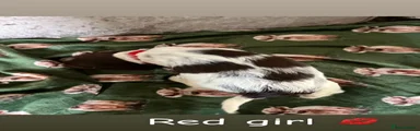 English Springer Spaniel Puppy 6