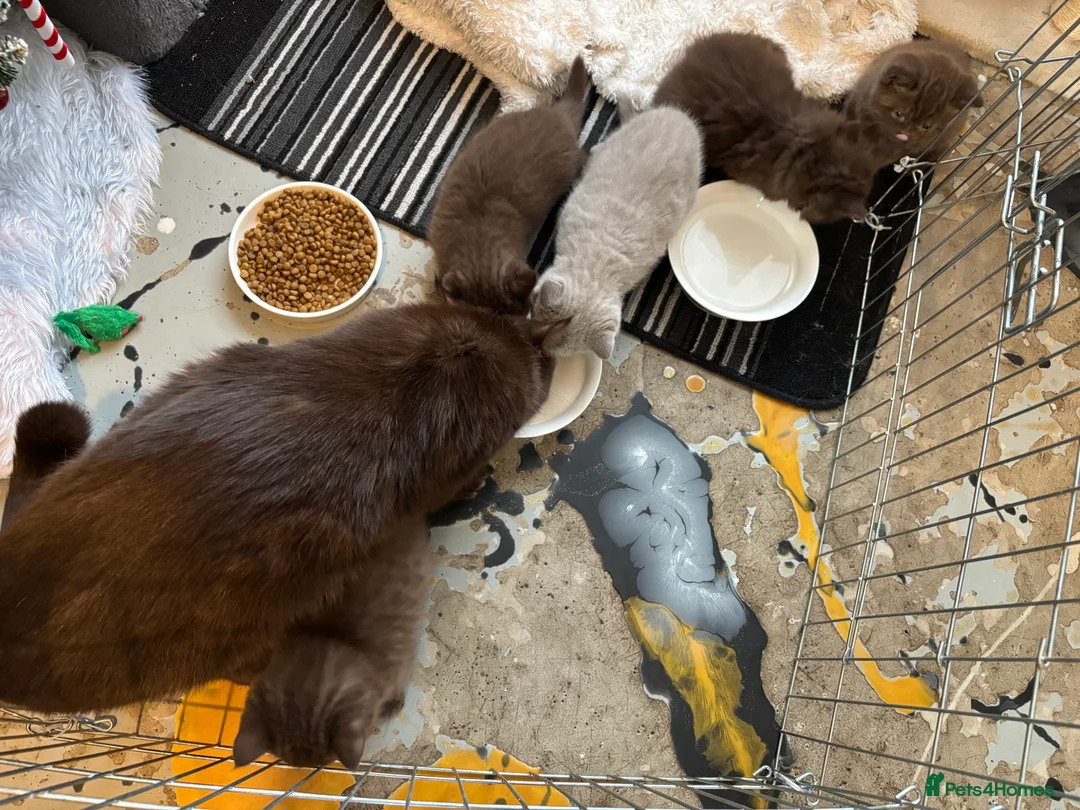 British Shorthair cats for sale: British shorthair and longhair  - Advert 19
