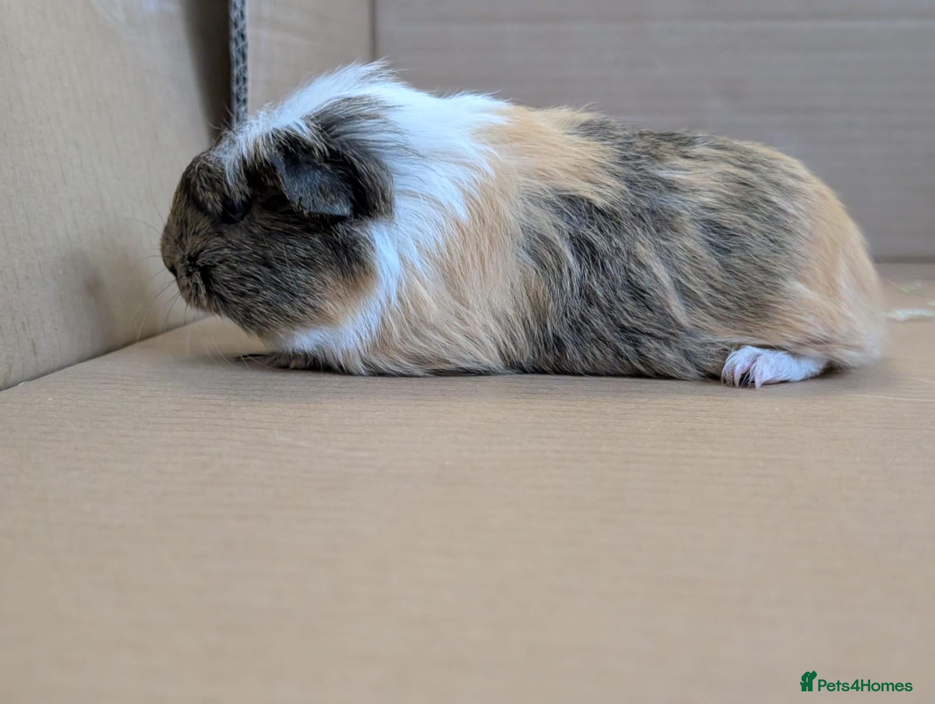 Guinea Pig rodents 2 guinea pig males  - Advert 4