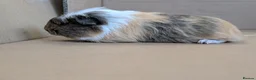 Guinea Pig rodents for sale: 2 guinea pig males  - Advert 1