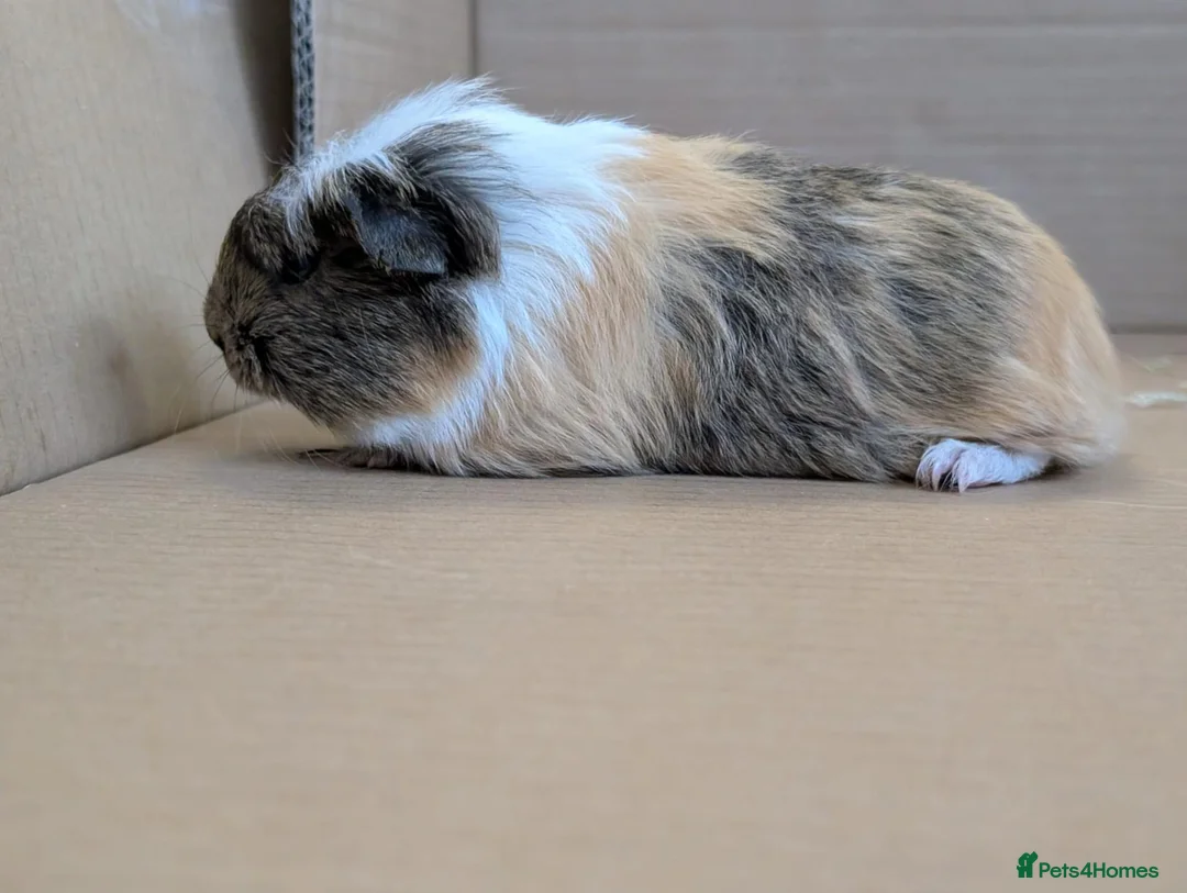 Guinea Pig rodents for sale: 2 guinea pig males  - Advert 1