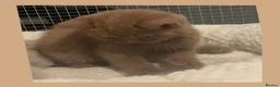 British Shorthair cats for sale: Champion GCCF British Shorthair Kittens - Advert 14
