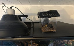 Lizard reptiles for sale: Reptile bioactive enclosure only enclosure  - Image 4