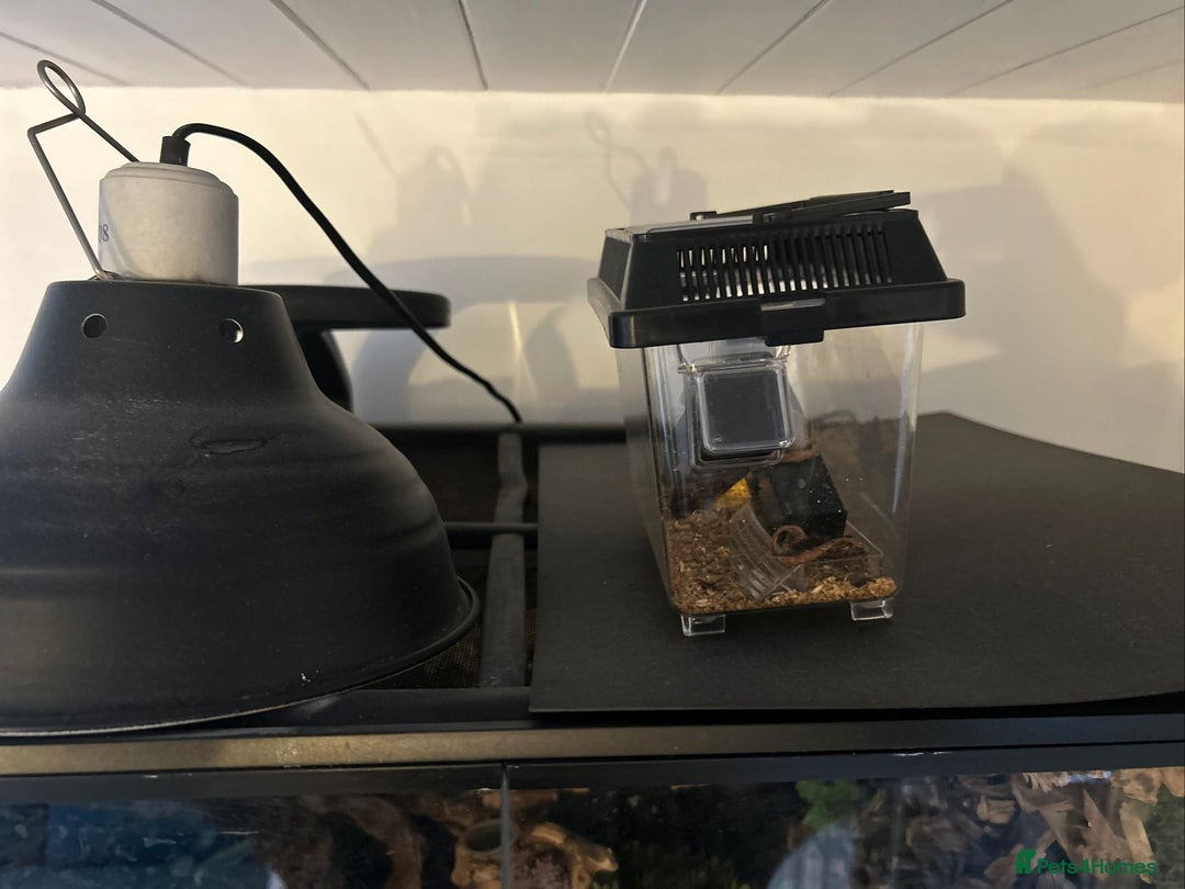 Lizard reptiles for sale: Reptile bioactive enclosure only enclosure  - Image 4