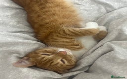 British Shorthair cats for sale: Male Cat for Sale  - Advert 4