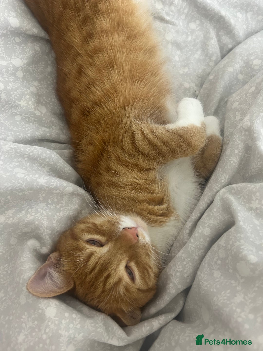 British Shorthair cats for sale: Male Cat for Sale  - Advert 4