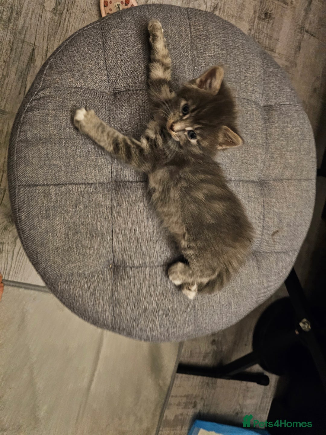 British Longhair cats for sale: 5 little kittens  - Advert 11