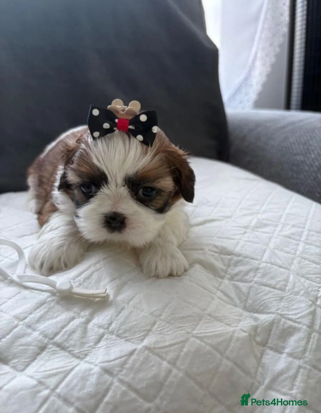 Shih Tzu dogs for sale: Shih Tzu Puppies in Peterborough - Advert 2