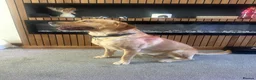 Goldador dogs for sale: Arlo - Labrador x golden retreiver - Advert 6