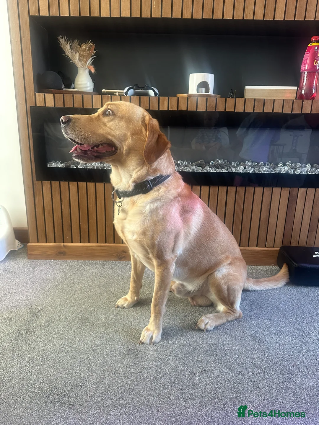 Goldador dogs for sale: Arlo - Labrador x golden retreiver - Advert 6