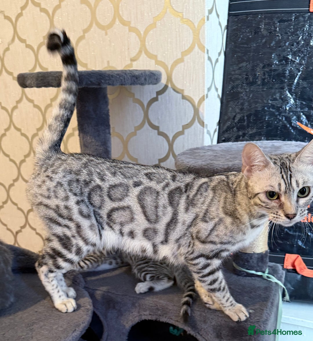 Bengal cats for sale: Bengal kittens - Advert 2