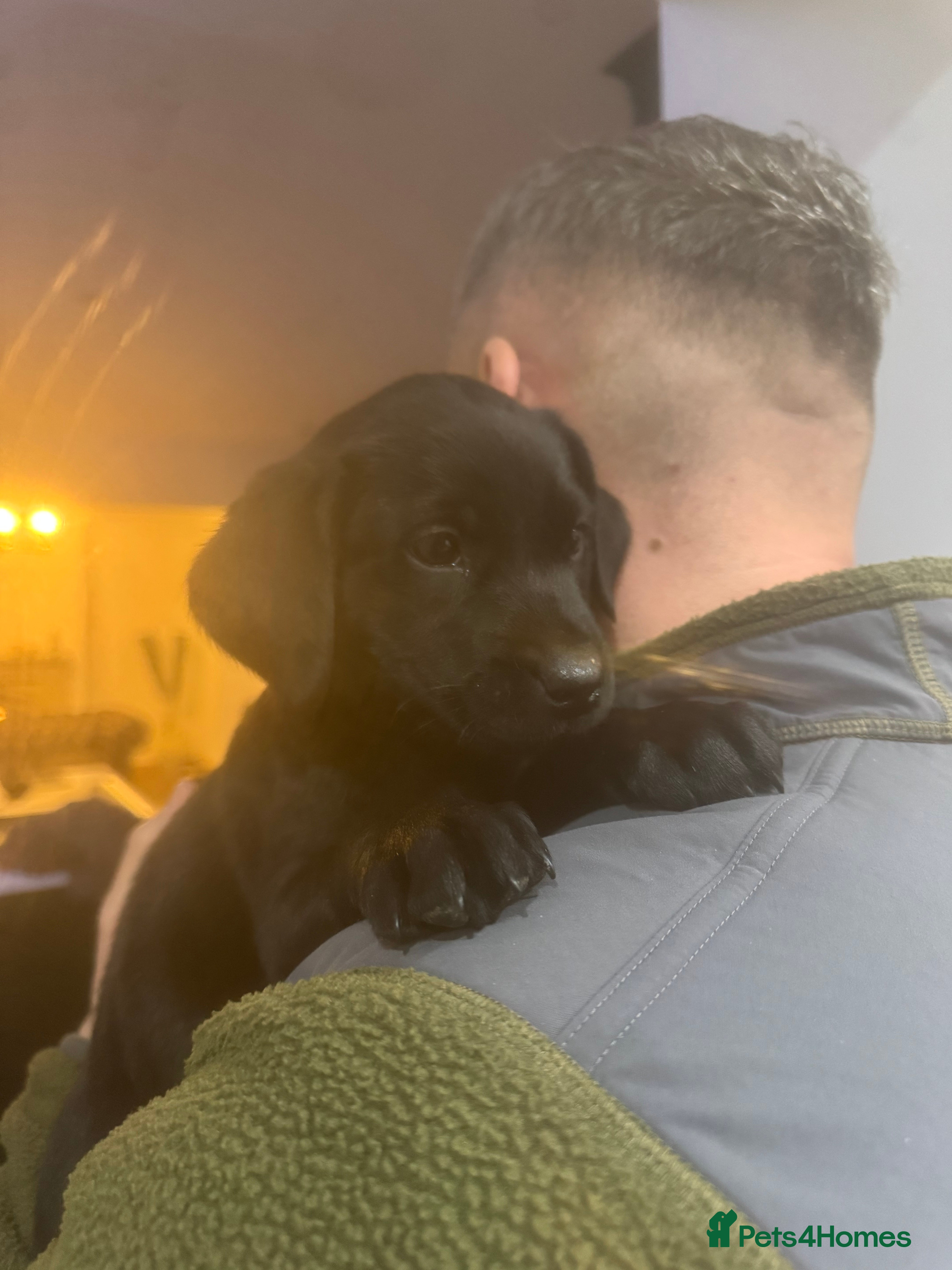 Labrador Retriever dogs KC Labradors *1 Girl Left - Ready to leave* - Advert 3