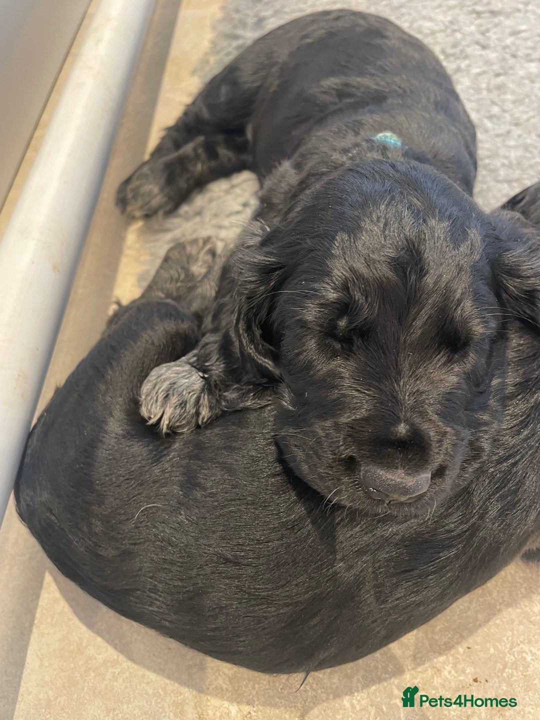 Cocker Spaniel dogs for sale: 2 working cocker puppies  - Advert 6