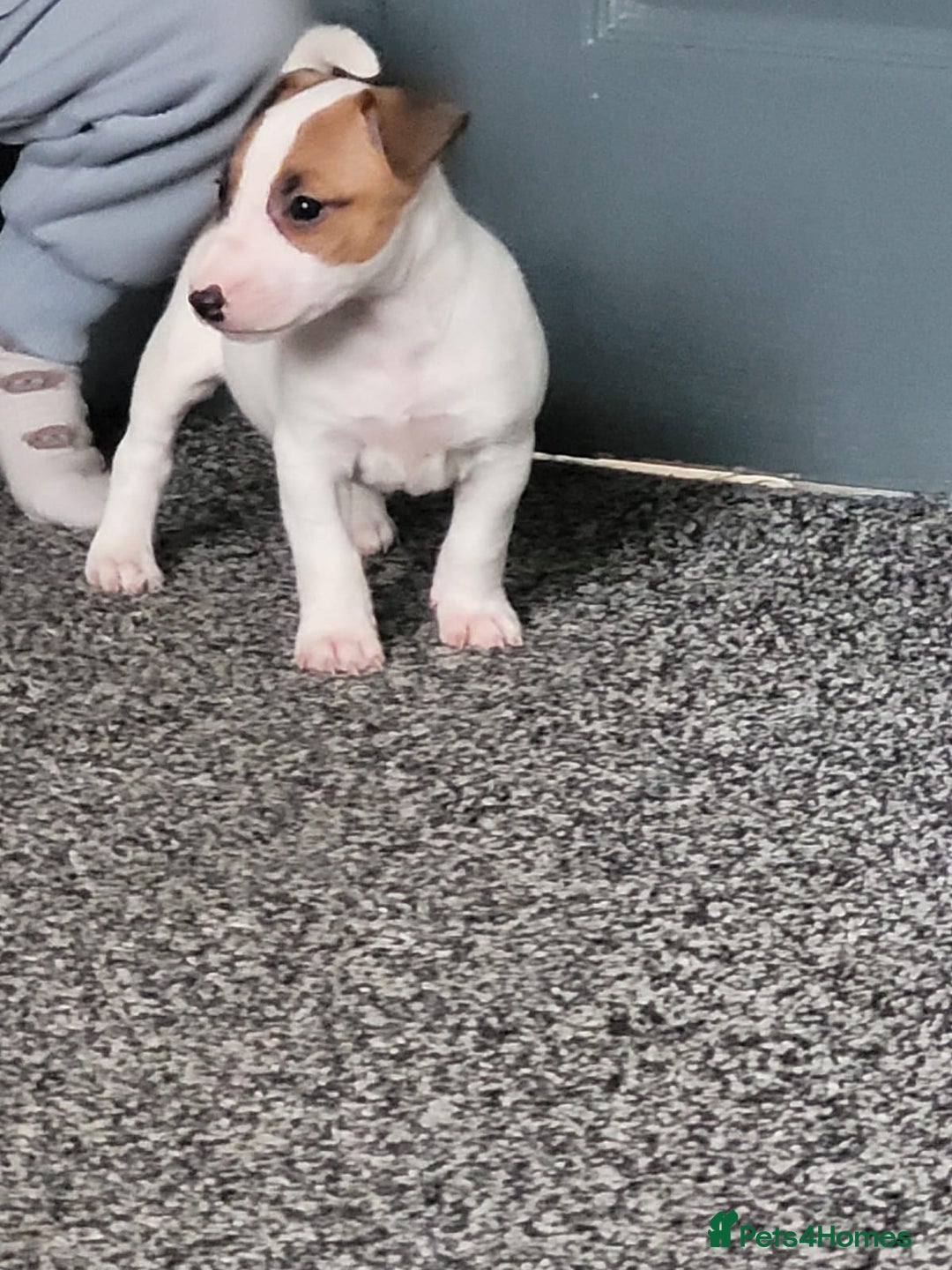 Mixed Breed dogs for sale: English bull terrier cross jack Russell  - Image 1