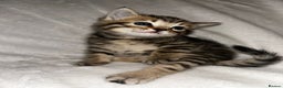 Savannah cats for sale: F4-F5+Savannah Kittens - Advert 19