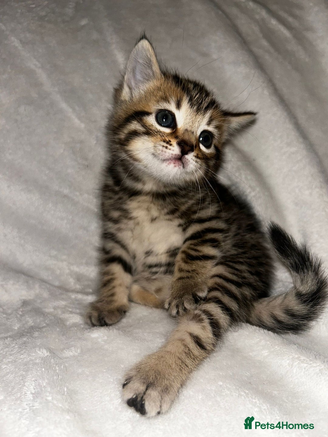 Savannah cats for sale: F4-F5+Savannah Kittens - Advert 19