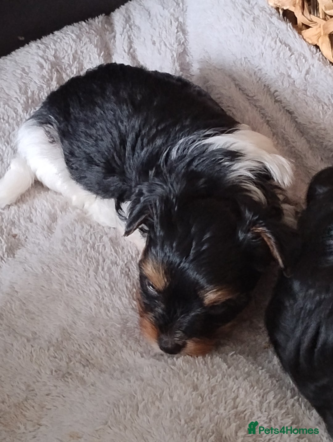 Biewer Terrier dogs for sale: 4 biewer Yorkshire terrier puppies for sale  - Advert 9