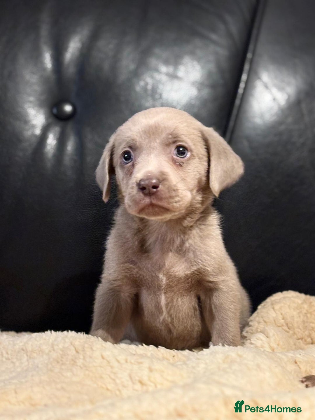 Labrador Retriever dogs for sale: Beautiful litter of sliver  Labrador puppies - Advert 1