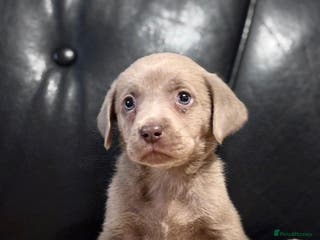 Labrador Retriever dogs Beautiful litter of sliver Labrador puppies - Advert 11