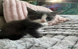 British Shorthair cats for sale: Beautiful British Shorthair Kittens  - Image 2