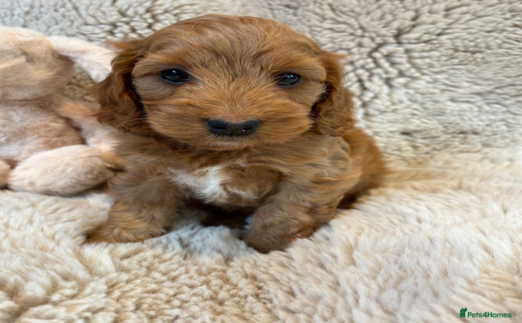 Cockapoo dogs - Advert 2