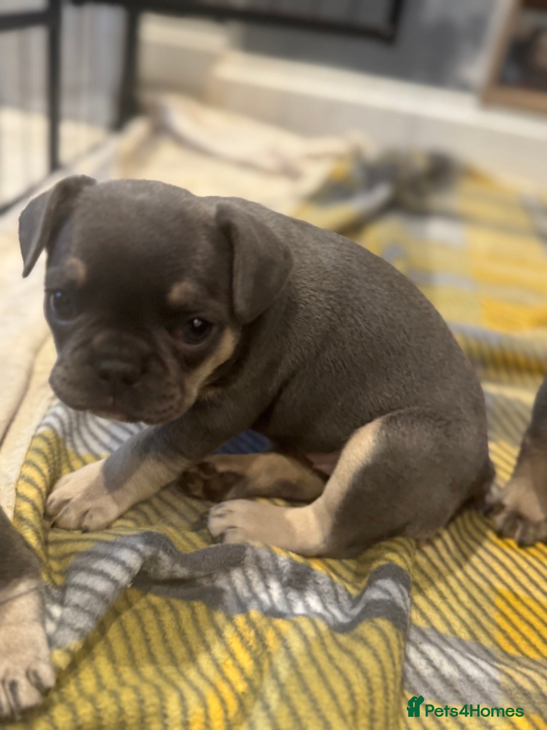 French Bulldog dogs for sale: French Bulldog Puppies - Advert 20