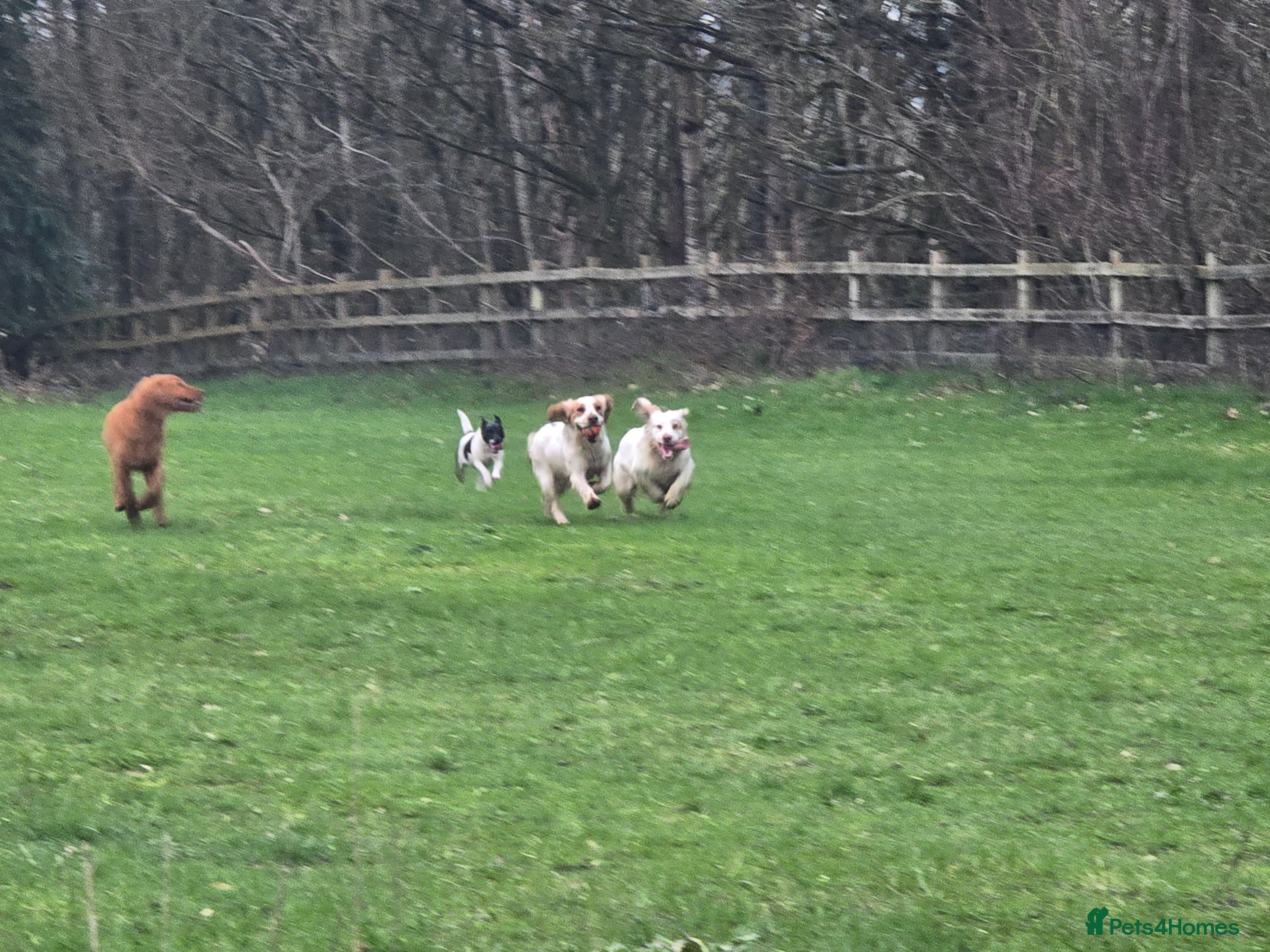 Clumber Spaniel dogs Clumber female - Advert 7