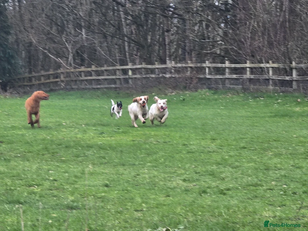 Clumber Spaniel dogs for sale: Clumber female - Advert 1