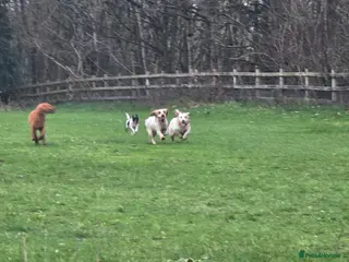 Clumber Spaniel dogs Clumber female - Advert 7