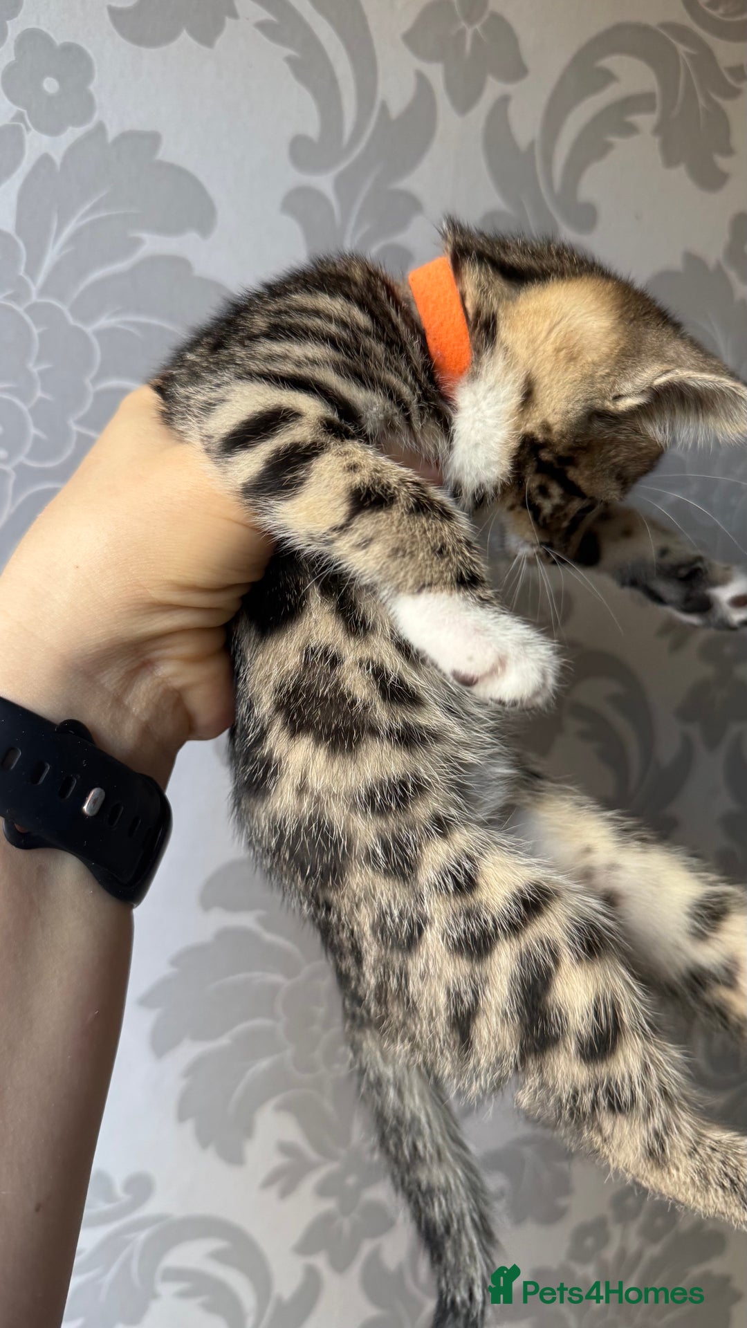 Mixed Breed cats for sale: Mixed bengal kittens - Advert 27