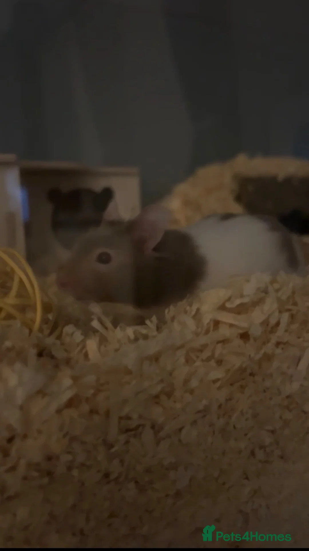 Hamster rodents for sale: Male Syrian hamster - Advert 1