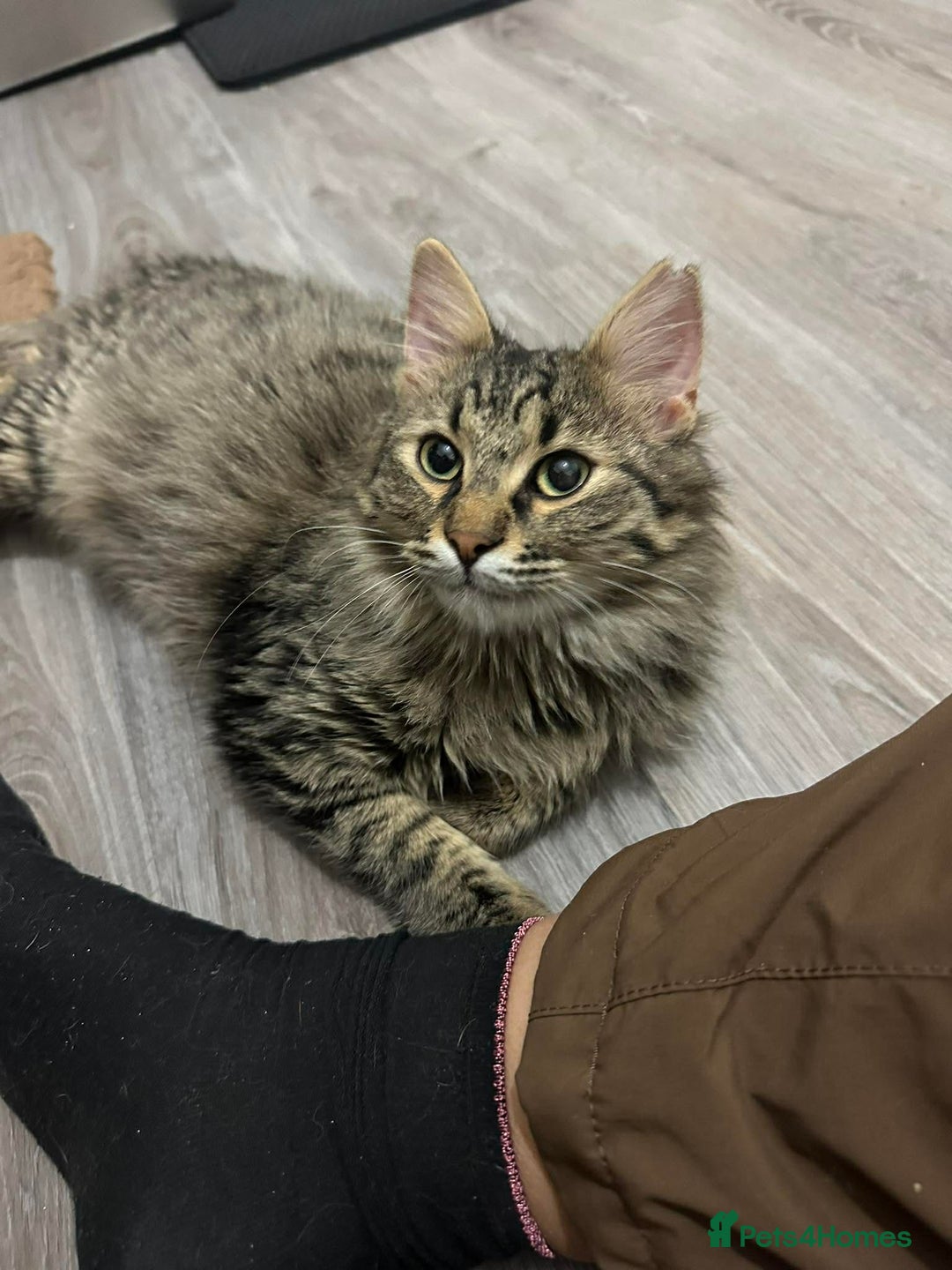 Mixed Breed cats for adoption: Mopsy the cuddlebug - Advert 4