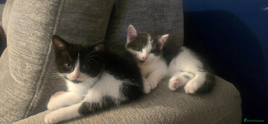Ragdoll cats for sale: Mix ragdoll kittens  in Enfield - Advert 8