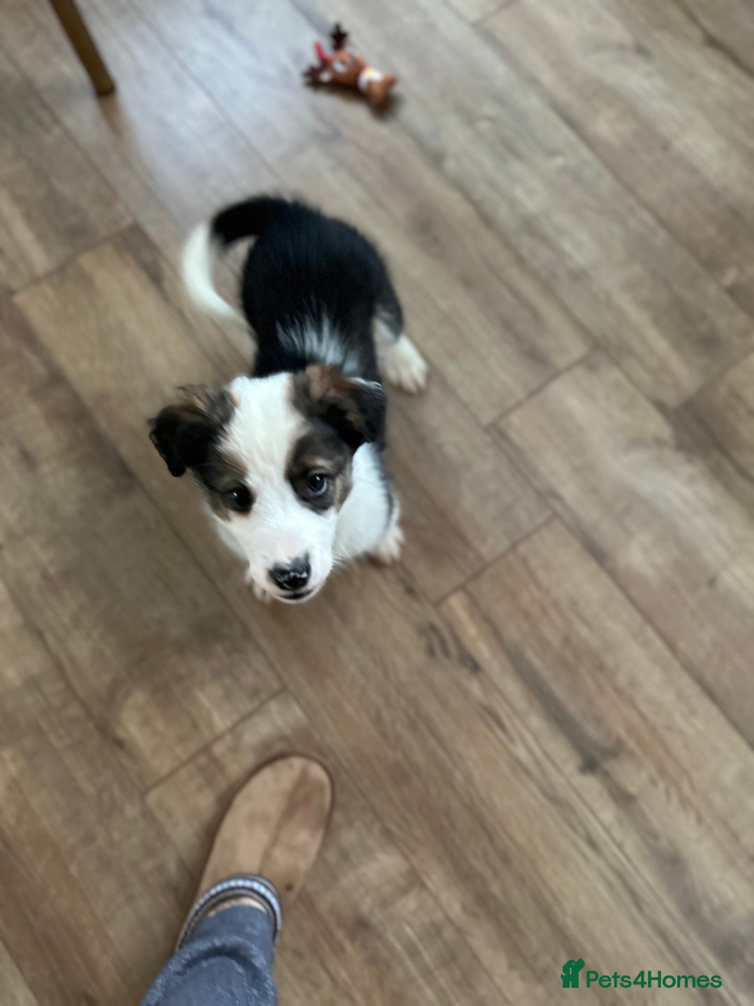 Border Collie dogs for sale: Boarder collie pups  - Advert 4