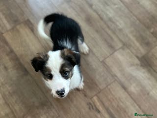 Border Collie dogs Boarder collie pups - Advert 1