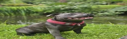 Staffordshire Bull Terrier dogs for sale: 2 Year Old Female Staffy Looking For A New Home - Advert 2