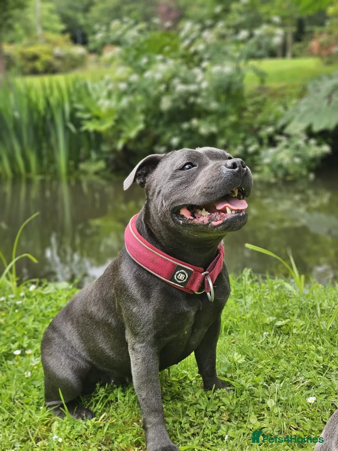Staffordshire Bull Terrier dogs for sale: 2 Year Old Female Staffy Looking For A New Home - Advert 2