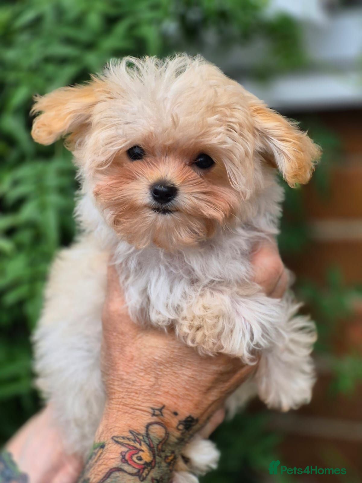 Maltipoo dogs Amazing TINY Korean Maltipoo Female Puppies. - Advert 2